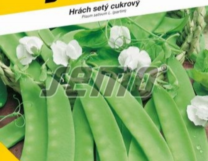 Saatgut Zuckererbse Ambrosia