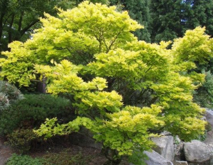Ahorn shirasawanum Aureum