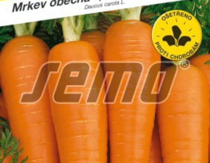 Semo Karotte Cardila