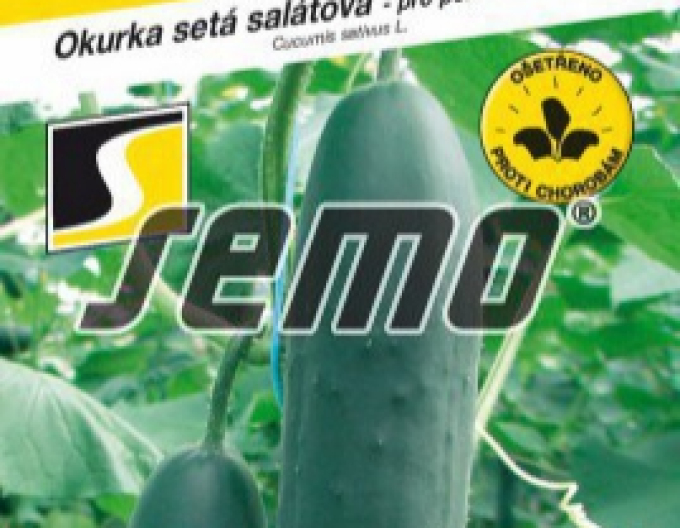 Semo Salatgurke Marquise F1