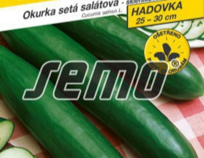 Semo Salatgurke Saladin F1