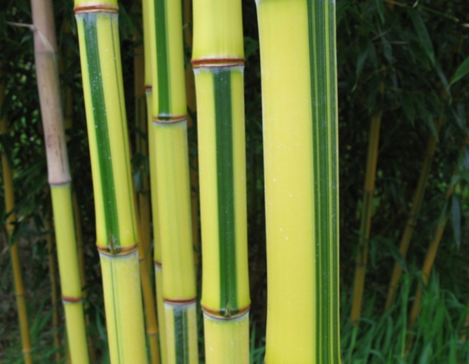 Bambus (Bemerkenswert) "Spectabilis"