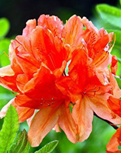 Azalee großblumig Gibraltar