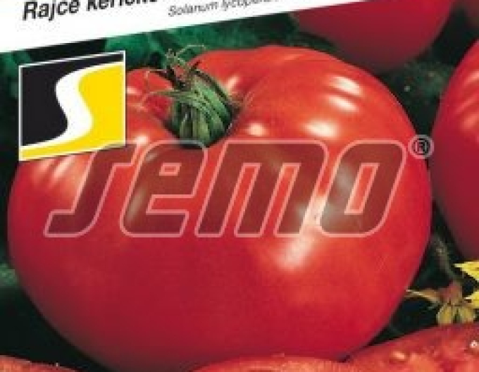 Semo Staubtomate Pavlina