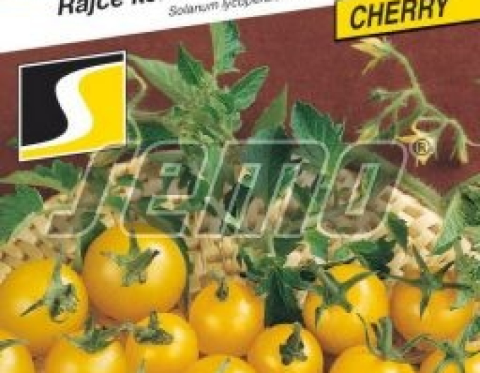Saatgut Tomatensprossen Minigold
