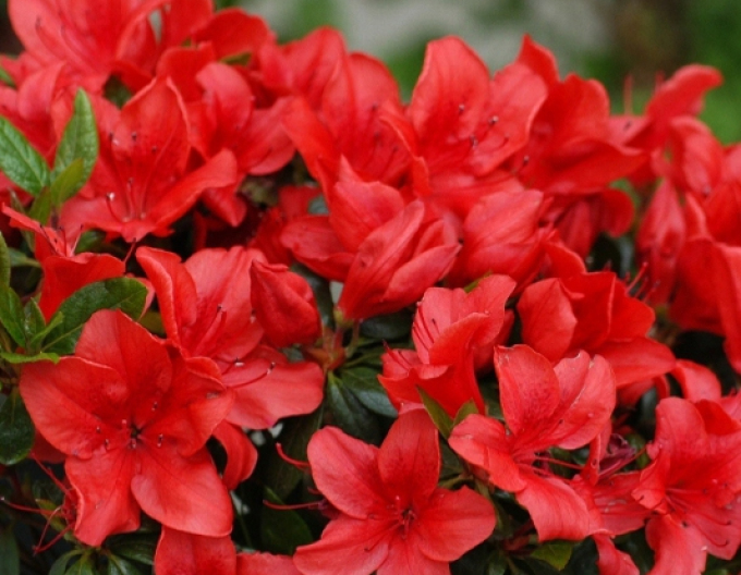 Azalea japonica Geisha Red