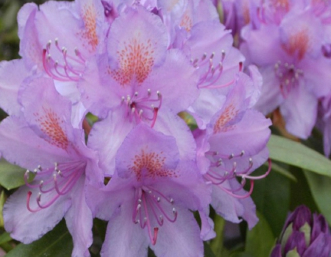 Rhododendron americanus Grandiflorum