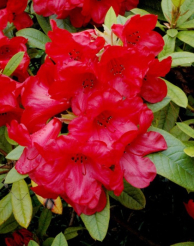 Rhododendron Red Jack