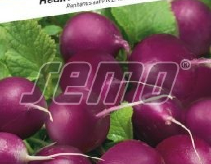 Semo Lila Rettich Purpura F1