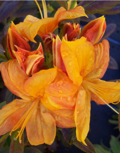 Azalee großblumig Klondyke