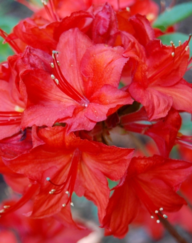 Azalee großblumig Parkfeuer