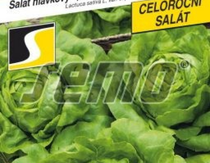 Semo Kopfsalat Kamenex
