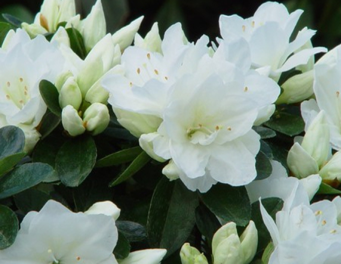 Azalea japonica Adonis