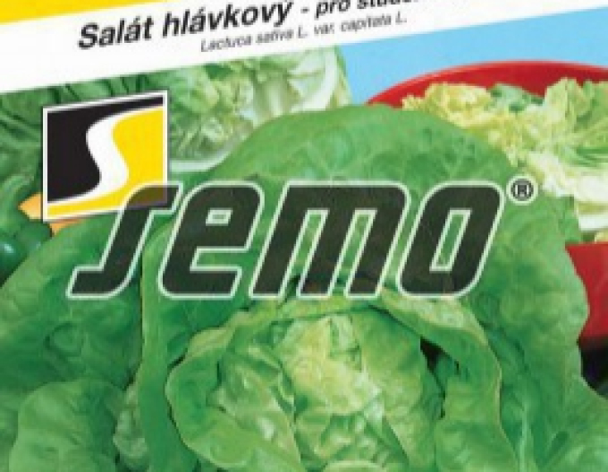 Semo Kopfsalat Sapphire