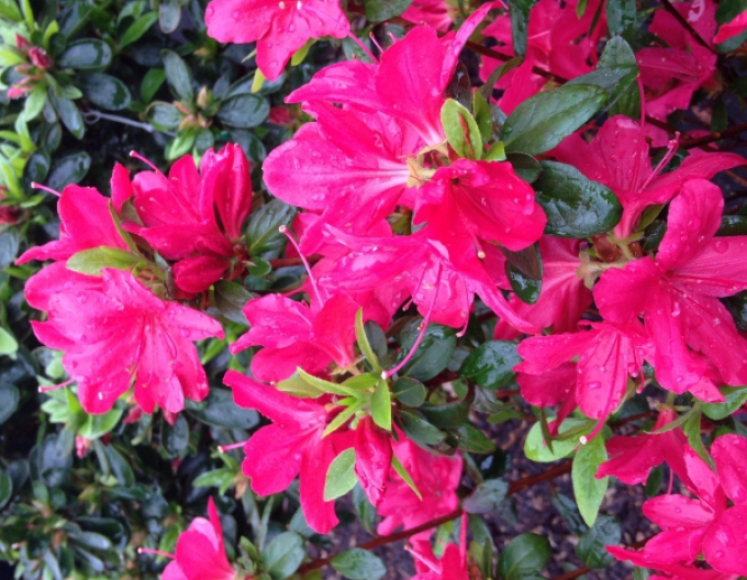 Azalea japonica Amoena