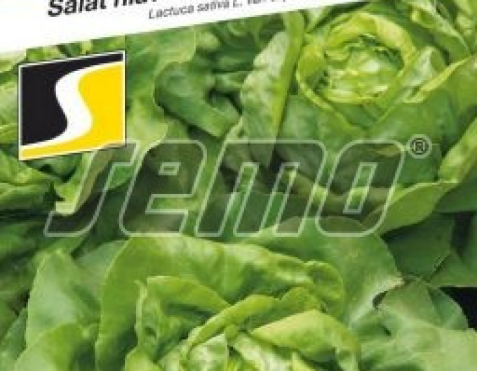 Saatgut Salat Titanus