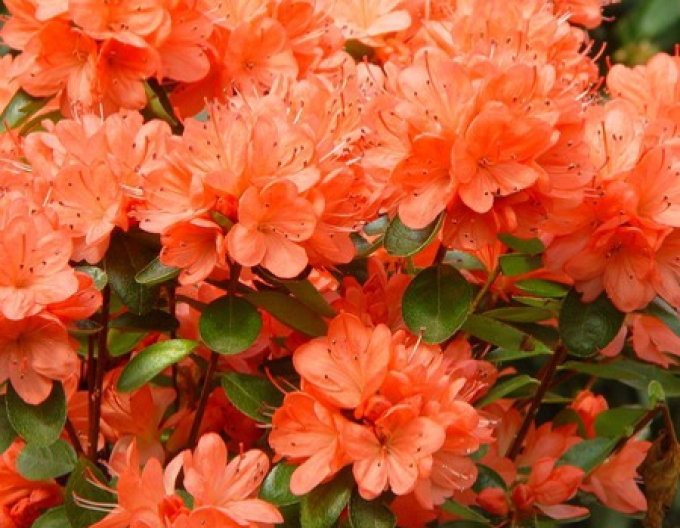 Azalea japonica Rex