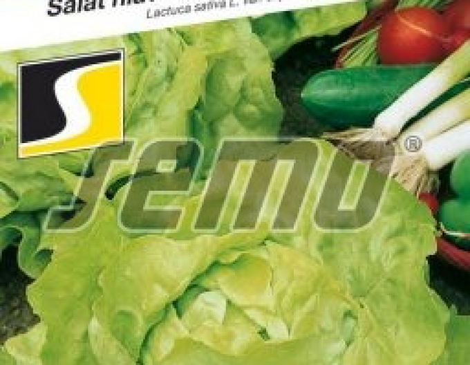 Semo Kopfsalat Marathon