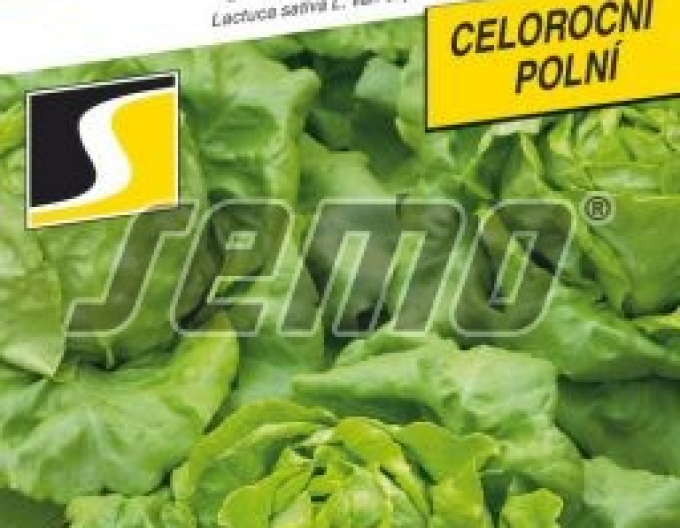 Semo Kopfsalat Saturion