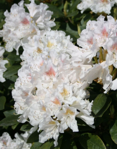 Rhododendron Cunninghams Weiß