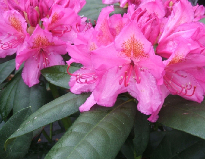 Rhododendron Delta