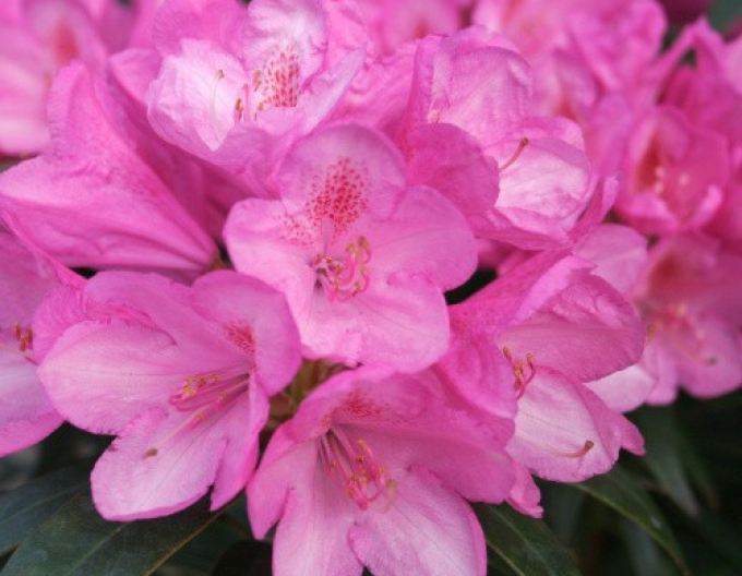 Rhododendron Graziella