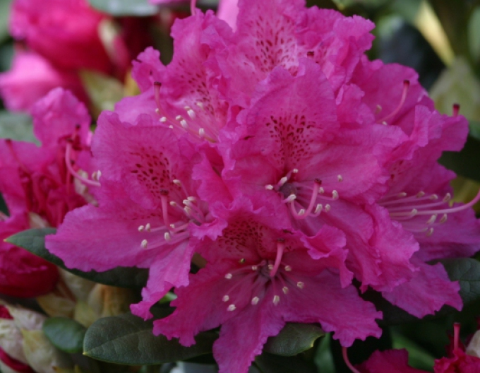 Rhododendron Rakete