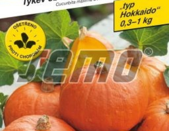 Hokkaido-Kürbis Samen Shokichi Red F1