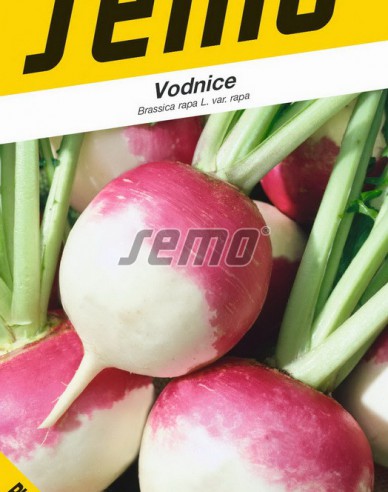 Semo Weißrübe Purple Top White