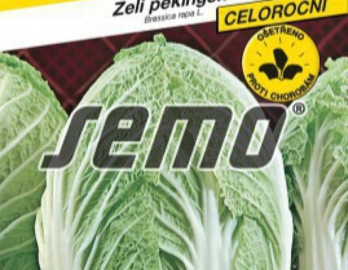Semo Chinakohl Manoko F1