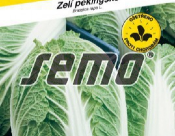 Saatgut Grünkohl Pekinská Parkin F1