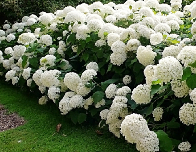 Baumhortensie Anabelle