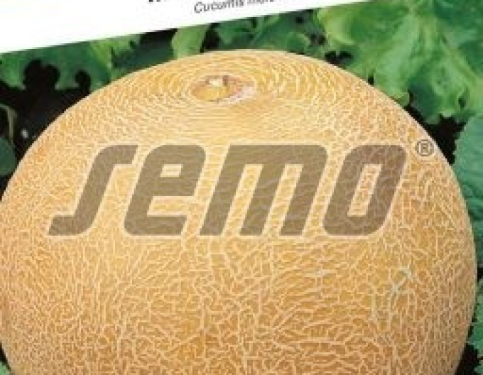 Semo Zuckermelone Solartur