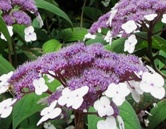 Hortensie Macrophylla