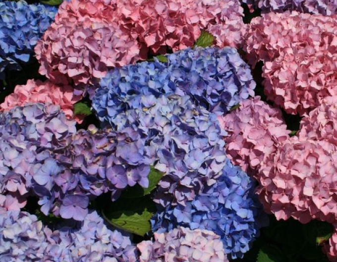 Hortensie Bouquet Rose