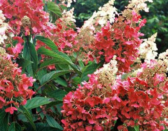 Hortensie Pinky Winky