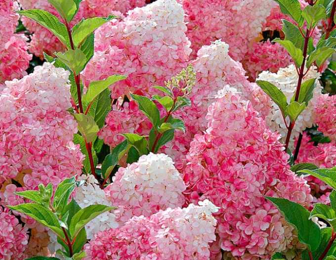 Hortensie Vanille Fraise