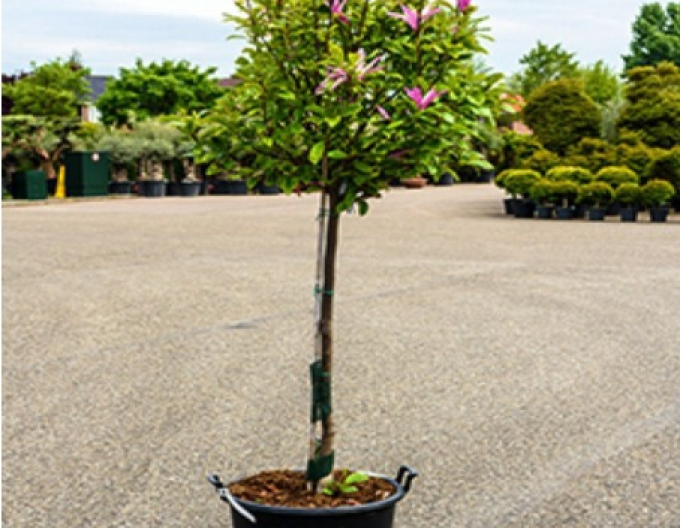 Magnolie "Susan" Baum