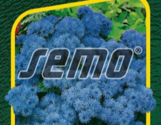 Semo Agerat niedrig Tetra Blue Mink
