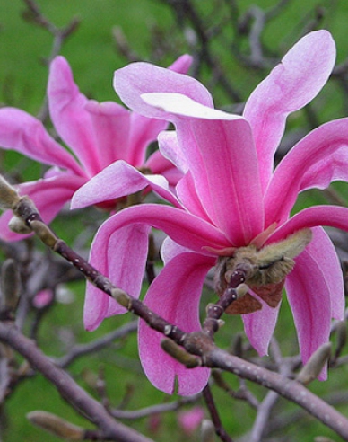 Magnolie Leonard Messel