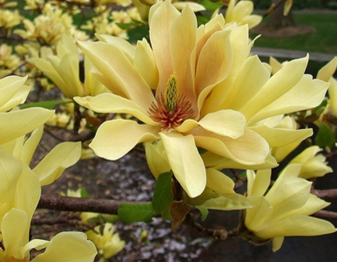 Magnolie Schmetterlinge