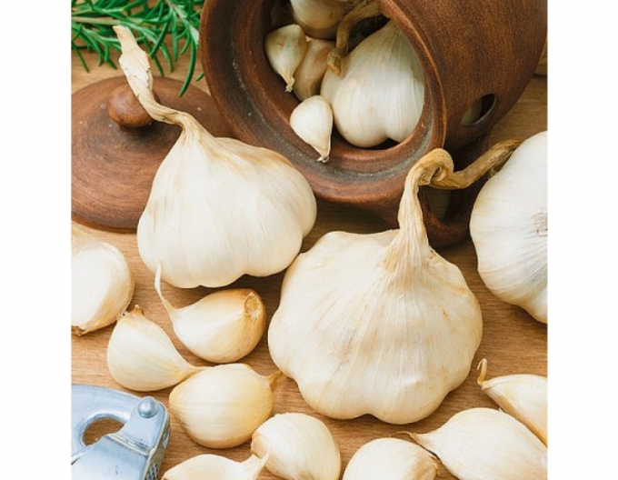 Frühlingsknoblauch MORADO 250g