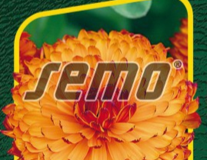 Semo Ringelblume Neon