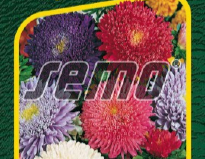 Semo Sommeraster Super Princess Mix