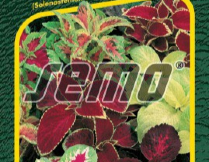 Semo Koleus - Buntnessel Rainbow Mix