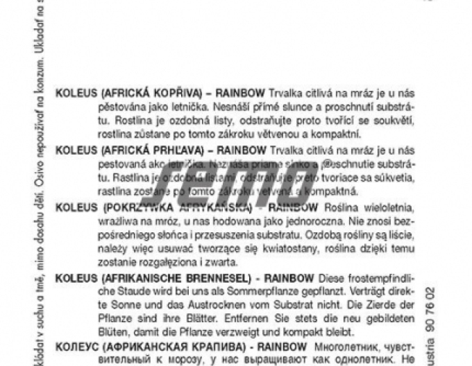 Semo Koleus - Buntnessel Rainbow Mix