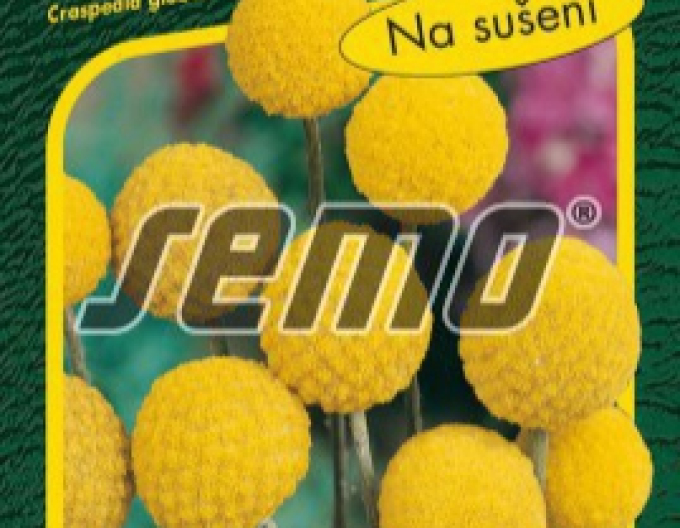 Semo Craspedia Billy Buttons