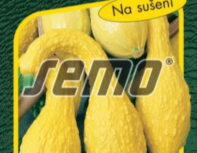 Saatgut Zierkürbis Kätzchen