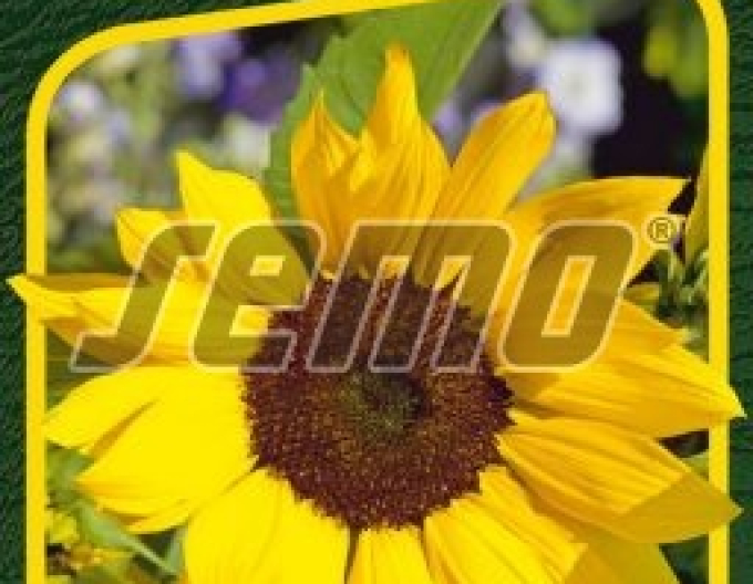 Saat-Sonnenblume einjährig Sonny F1