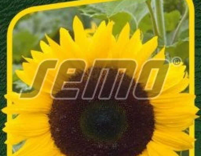 Semo Sonnenblume  Mezzulah F1